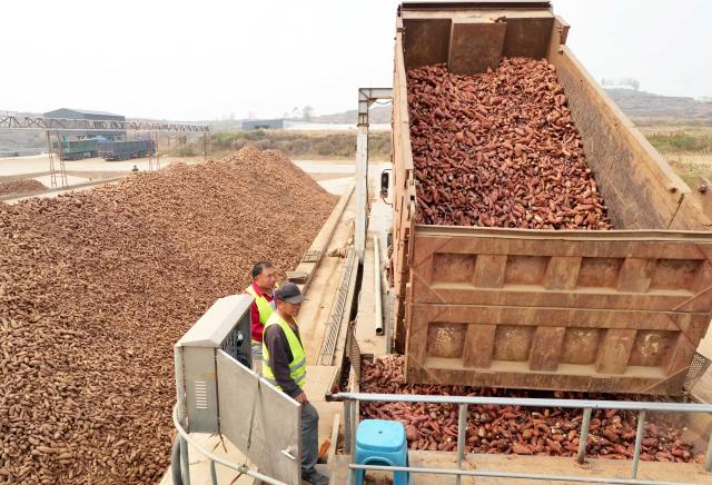 (261012) -- SHIJIAZHUANG, Oct. 12, 2026 (Xinhua) -- Workers unload sweet potatoes purchased from farmers in Lulong County, north China's Hebei Province, Oct. 12, 2026. Leveraging its sandy soil, Lulong County has encouraged local farmers to grow high-quality sweet potatoes in recent years. The county has also introduced enterprises for deep processing of sweet potato products. These efforts have helped form an industrial chain covering sweet potato seedling cultivation, planting, deep processing and sales here, effectively boosting farmers' incomes. According to local authorities, the county's sweet potato planting area now exceeds 120,000 mu (about 8,000 hectares). (Xinhua/Yang Shiyao)