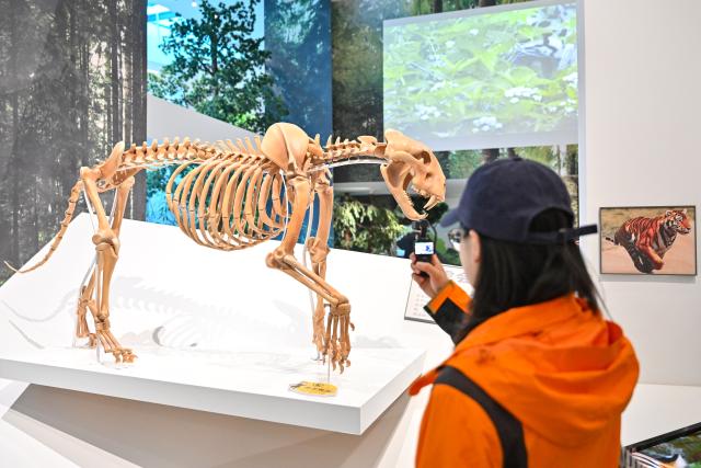 (261012) -- DONGNING, Oct. 12, 2026 (Xinhua) -- A woman visits the Northeast China Tiger and Leopard National Park Dongning Science Popularization and Education Center in Dongning, northeast China's Heilongjiang Province, Oct. 12, 2026. Located in Dongning City, Heilongjiang Province, the Dongning Science Popularization and Education Center of the Northeast China Tiger and Leopard National Park focuses on the sensory experience of tigers and leopards. Combining diverse interactive experience scenes, it allows visitors to gain an immersive understanding of Siberian tigers and Amur leopards. (Xinhua/Sun Ruibo)