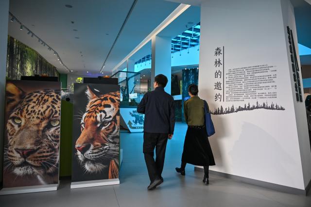 (261012) -- DONGNING, Oct. 12, 2026 (Xinhua) -- People visit the Northeast China Tiger and Leopard National Park Dongning Science Popularization and Education Center in Dongning, northeast China's Heilongjiang Province, Oct. 12, 2026. Located in Dongning City, Heilongjiang Province, the Dongning Science Popularization and Education Center of the Northeast China Tiger and Leopard National Park focuses on the sensory experience of tigers and leopards. Combining diverse interactive experience scenes, it allows visitors to gain an immersive understanding of Siberian tigers and Amur leopards. (Xinhua/Sun Ruibo)