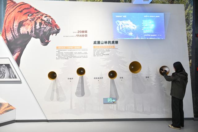 (261012) -- DONGNING, Oct. 12, 2026 (Xinhua) -- A woman visits the Northeast China Tiger and Leopard National Park Dongning Science Popularization and Education Center in Dongning, northeast China's Heilongjiang Province, Oct. 12, 2026. Located in Dongning City, Heilongjiang Province, the Dongning Science Popularization and Education Center of the Northeast China Tiger and Leopard National Park focuses on the sensory experience of tigers and leopards. Combining diverse interactive experience scenes, it allows visitors to gain an immersive understanding of Siberian tigers and Amur leopards. (Xinhua/Sun Ruibo)