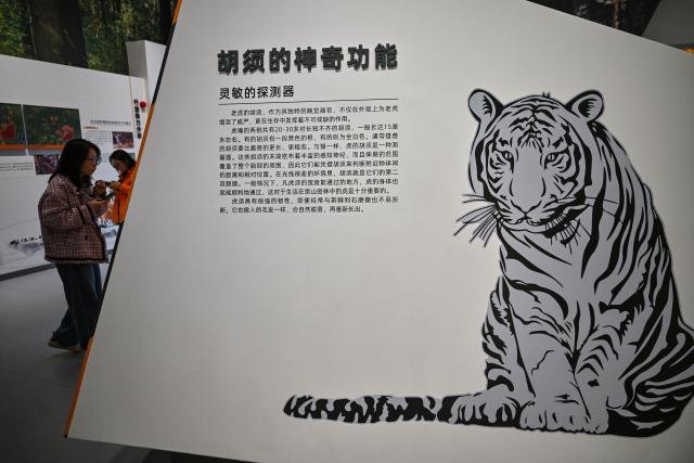(261012) -- DONGNING, Oct. 12, 2026 (Xinhua) -- People visit the Northeast China Tiger and Leopard National Park Dongning Science Popularization and Education Center in Dongning, northeast China's Heilongjiang Province, Oct. 12, 2026. Located in Dongning City, Heilongjiang Province, the Dongning Science Popularization and Education Center of the Northeast China Tiger and Leopard National Park focuses on the sensory experience of tigers and leopards. Combining diverse interactive experience scenes, it allows visitors to gain an immersive understanding of Siberian tigers and Amur leopards. (Xinhua/Sun Ruibo)