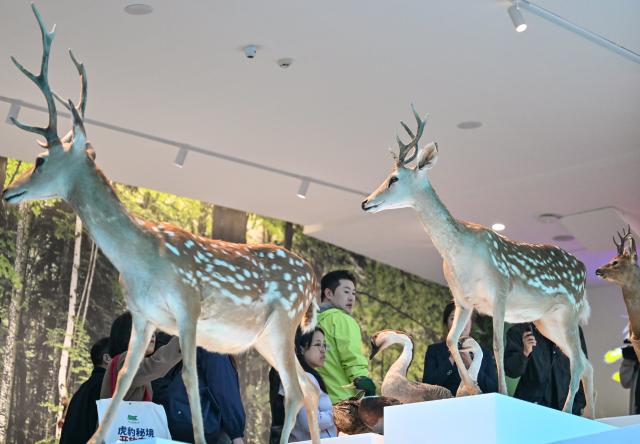(261012) -- DONGNING, Oct. 12, 2026 (Xinhua) -- People visit the Northeast China Tiger and Leopard National Park Dongning Science Popularization and Education Center in Dongning, northeast China's Heilongjiang Province, Oct. 12, 2026. Located in Dongning City, Heilongjiang Province, the Dongning Science Popularization and Education Center of the Northeast China Tiger and Leopard National Park focuses on the sensory experience of tigers and leopards. Combining diverse interactive experience scenes, it allows visitors to gain an immersive understanding of Siberian tigers and Amur leopards. (Xinhua/Sun Ruibo)