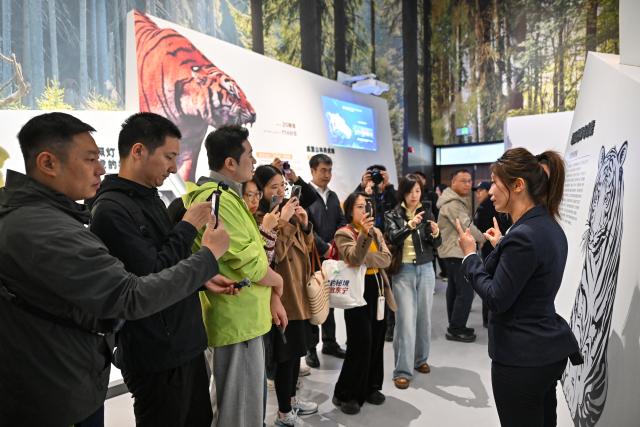 (261012) -- DONGNING, Oct. 12, 2026 (Xinhua) -- A staff member introduces knowledge of Siberian tiger at the Northeast China Tiger and Leopard National Park Dongning Science Popularization and Education Center in Dongning, northeast China's Heilongjiang Province, Oct. 12, 2026. Located in Dongning City, Heilongjiang Province, the Dongning Science Popularization and Education Center of the Northeast China Tiger and Leopard National Park focuses on the sensory experience of tigers and leopards. Combining diverse interactive experience scenes, it allows visitors to gain an immersive understanding of Siberian tigers and Amur leopards. (Xinhua/Sun Ruibo)