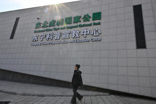 (261012) -- DONGNING, Oct. 12, 2026 (Xinhua) -- A visitor walks past the Northeast China Tiger and Leopard National Park Dongning Science Popularization and Education Center in Dongning, northeast China's Heilongjiang Province, Oct. 12, 2026. Located in Dongning City, Heilongjiang Province, the Dongning Science Popularization and Education Center of the Northeast China Tiger and Leopard National Park focuses on the sensory experience of tigers and leopards. Combining diverse interactive experience scenes, it allows visitors to gain an immersive understanding of Siberian tigers and Amur leopards. (Xinhua/Sun Ruibo)