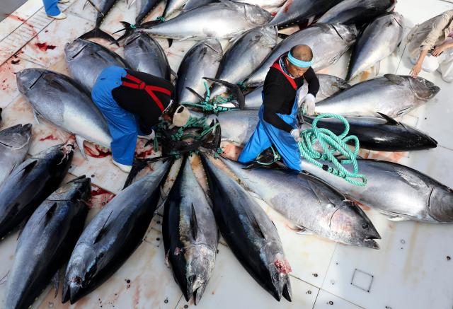 (261012) -- VALLETTA, Oct. 12, 2026 (Xinhua) -- Workers prepare to weigh bluefin tuna on Ocean Star, an ultra-low temperature processing and transportation vessel, on the Mediterranean Sea east of Malta, Oct. 9, 2026. Ocean Star of Mediterranean Bluefin Industry Development (Hainan), a vessel owned by China-Malta joint venture specializing in bluefin tuna processing and trade, began its new production season in late September. (Xinhua/Li Jing)