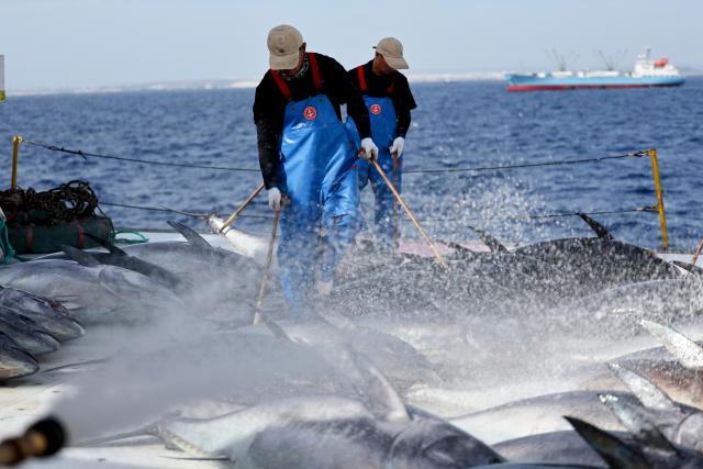 (261012) -- VALLETTA, Oct. 12, 2026 (Xinhua) -- Workers prepare to weigh bluefin tuna on Ocean Star, an ultra-low temperature processing and transportation vessel, on the Mediterranean Sea east of Malta, Oct. 9, 2026. Ocean Star of Mediterranean Bluefin Industry Development (Hainan), a vessel owned by China-Malta joint venture specializing in bluefin tuna processing and trade, began its new production season in late September. (Xinhua/Li Jing)