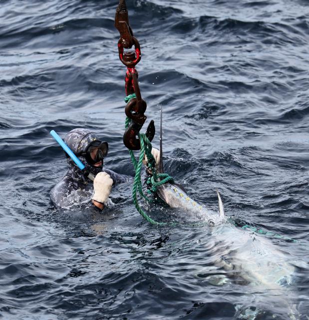(261012) -- VALLETTA, Oct. 12, 2026 (Xinhua) -- A worker equipped with scuba gear harvests bluefin tuna at a fishing farm on the Mediterranean Sea east of Malta, Oct. 9, 2026. Ocean Star of Mediterranean Bluefin Industry Development (Hainan), a vessel owned by China-Malta joint venture specializing in bluefin tuna processing and trade, began its new production season in late September. (Xinhua/Li Jing)