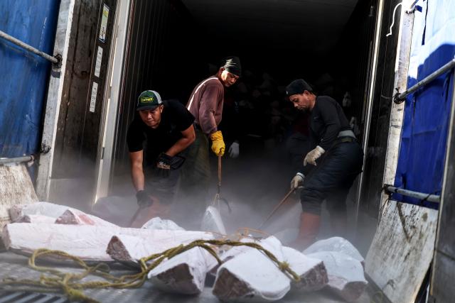 (261012) -- VALLETTA, Oct. 12, 2026 (Xinhua) -- Workers prepare to transport bluefin tuna products off Ocean Star, an ultra-low temperature processing and transportation vessel, at the Port of Valletta in Malta, Oct. 11, 2026. Ocean Star of Mediterranean Bluefin Industry Development (Hainan), a vessel owned by China-Malta joint venture specializing in bluefin tuna processing and trade, began its new production season in late September. (Xinhua/Li Jing)
