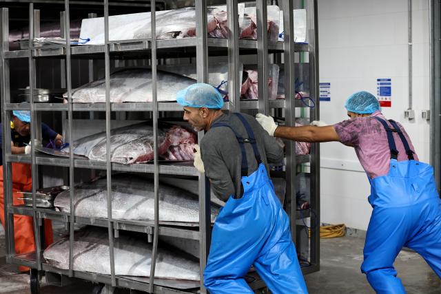 (261012) -- VALLETTA, Oct. 12, 2026 (Xinhua) -- Workers prepare to send bluefin tuna products to ultra-low storage room at an onshore processing factory at Marsaxlokk, southeast of Malta, Oct. 10, 2026. Ocean Star of Mediterranean Bluefin Industry Development (Hainan), a vessel owned by China-Malta joint venture specializing in bluefin tuna processing and trade, began its new production season in late September. (Xinhua/Li Jing)
