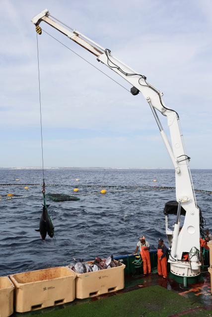 (261012) -- VALLETTA, Oct. 12, 2026 (Xinhua) -- Workers harvest bluefin tuna at a fishing farm on the Mediterranean Sea east of Malta, Oct. 9, 2026. Ocean Star of Mediterranean Bluefin Industry Development (Hainan), a vessel owned by China-Malta joint venture specializing in bluefin tuna processing and trade, began its new production season in late September. (Xinhua/Li Jing)