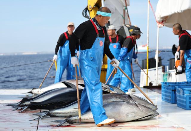 (261012) -- VALLETTA, Oct. 12, 2026 (Xinhua) -- Workers prepare to weigh bluefin tuna on Ocean Star, an ultra-low temperature processing and transportation vessel, on the Mediterranean Sea east of Malta, Oct. 9, 2026. Ocean Star of Mediterranean Bluefin Industry Development (Hainan), a vessel owned by China-Malta joint venture specializing in bluefin tuna processing and trade, began its new production season in late September. (Xinhua/Li Jing)