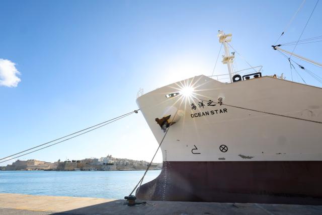 (261012) -- VALLETTA, Oct. 12, 2026 (Xinhua) -- Ocean Star, an ultra-low temperature processing and transportation vessel, is seen docking at Valletta Port in Malta, Oct. 11, 2026. Ocean Star of Mediterranean Bluefin Industry Development (Hainan), a vessel owned by China-Malta joint venture specializing in bluefin tuna processing and trade, began its new production season in late September. (Xinhua/Li Jing)