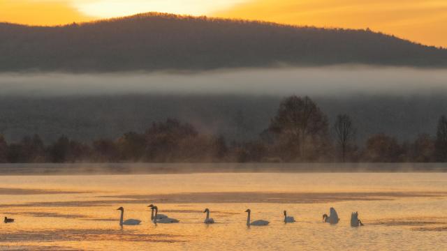(261013) -- BEIJING, Oct. 13, 2026 (Xinhua) -- A drone photo taken on Oct. 11, 2026 shows swans at sunrise in the Greater Khingan range in northeast China's Heilongjiang Province. (Photo by Zhuang Yu/Xinhua)