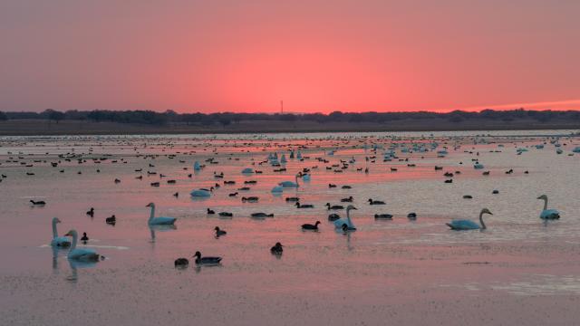 (261013) -- HINGGAN LEAGUE, Oct. 13, 2026 (Xinhua) -- A drone photo taken on Oct. 12, 2026 shows migratory birds at the Horqin National Nature Reserve in Horqin Right Wing Middle Banner of Hinggan League, north China's Inner Mongolia Autonomous Region. (Photo by Wang Hao/Xinhua)