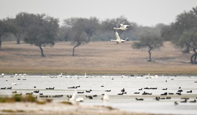 (261013) -- HINGGAN LEAGUE, Oct. 13, 2026 (Xinhua) -- This photo taken on Oct. 12, 2026 shows migratory birds at the Horqin National Nature Reserve in Horqin Right Wing Middle Banner of Hinggan League, north China's Inner Mongolia Autonomous Region. (Xinhua/Bei He)