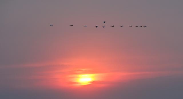 (261013) -- HINGGAN LEAGUE, Oct. 13, 2026 (Xinhua) -- This photo taken on Oct. 12, 2026 shows migratory birds flying at sunrise at the Horqin National Nature Reserve in Horqin Right Wing Middle Banner of Hinggan League, north China's Inner Mongolia Autonomous Region. (Photo by Wang Hao/Xinhua)