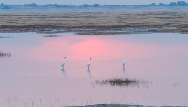 (261013) -- HINGGAN LEAGUE, Oct. 13, 2026 (Xinhua) -- A drone photo taken on Oct. 12, 2026 shows migratory birds at the Horqin National Nature Reserve in Horqin Right Wing Middle Banner of Hinggan League, north China's Inner Mongolia Autonomous Region. (Photo by Wang Hao/Xinhua)