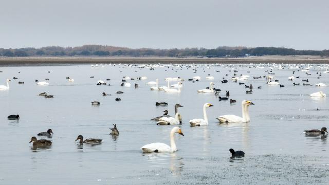 (261013) -- HINGGAN LEAGUE, Oct. 13, 2026 (Xinhua) -- A drone photo taken on Oct. 12, 2026 shows migratory birds at the Horqin National Nature Reserve in Horqin Right Wing Middle Banner of Hinggan League, north China's Inner Mongolia Autonomous Region. (Xinhua/Bei He)
