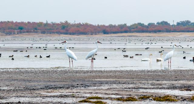 (261013) -- HINGGAN LEAGUE, Oct. 13, 2026 (Xinhua) -- A drone photo taken on Oct. 12, 2026 shows migratory birds at the Horqin National Nature Reserve in Horqin Right Wing Middle Banner of Hinggan League, north China's Inner Mongolia Autonomous Region. (Xinhua/Bei He)