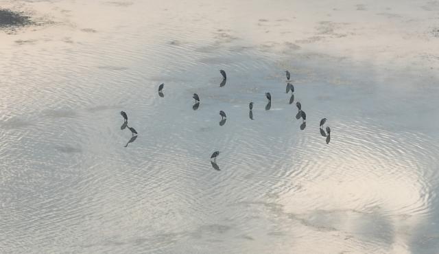 (261013) -- HINGGAN LEAGUE, Oct. 13, 2026 (Xinhua) -- A drone photo taken on Oct. 12, 2026 shows migratory birds at the Horqin National Nature Reserve in Horqin Right Wing Middle Banner of Hinggan League, north China's Inner Mongolia Autonomous Region. (Xinhua/Bei He)