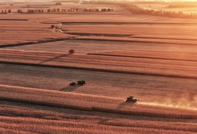 (261013) -- HARBIN, Oct. 13, 2026 (Xinhua) -- An aerial drone photo shows reapers harvesting in a corn field in Sancun Town of Tongjiang City, northeast China's Heilongjiang Province, Oct. 11, 2026. As of Oct. 11, 122.24 million mu (about 8.15 million hectares) of crops have been harvested in northeast China's Heilongjiang Province, a province known as China's "grain barn," accounting for more than half of the province's total planting fields. (Photo by Liu Wanping/Xinhua)