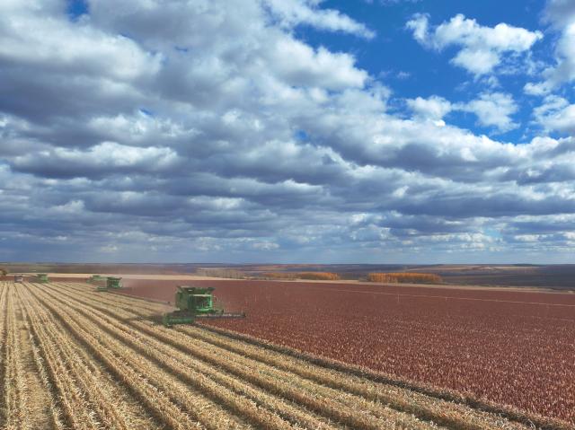 (261013) -- HARBIN, Oct. 13, 2026 (Xinhua) -- A drone photo shows reapers harvesting in a sorghum field in Heihe City, northeast China's Heilongjiang Province, Oct. 12, 2026. As of Oct. 11, 122.24 million mu (about 8.15 million hectares) of crops have been harvested in northeast China's Heilongjiang Province, a province known as China's "grain barn," accounting for more than half of the province's total planting fields. (Photo by Lin Jinchun/Xinhua)