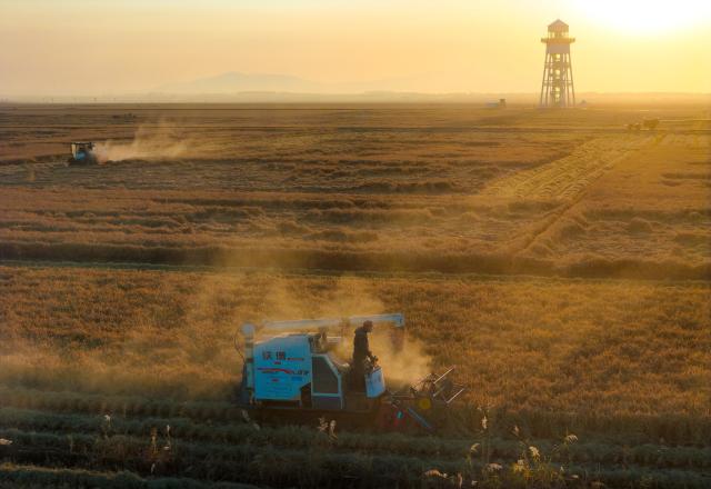 (261013) -- HARBIN, Oct. 13, 2026 (Xinhua) -- A drone photo shows reapers harvesting in a paddy rice field in Fujin City, northeast China's Heilongjiang Province, Oct. 11, 2026. As of Oct. 11, 122.24 million mu (about 8.15 million hectares) of crops have been harvested in northeast China's Heilongjiang Province, a province known as China's "grain barn," accounting for more than half of the province's total planting fields. (Photo by Qu Yubao/Xinhua)