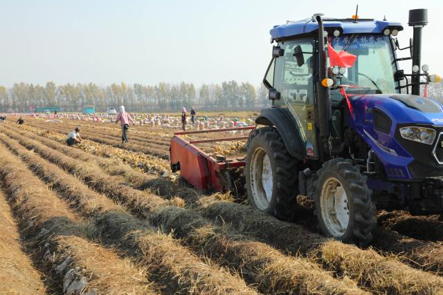 (261013) -- HARBIN, Oct. 13, 2026 (Xinhua) -- A reaper harvests in a potato field in Ning'an City, northeast China's Heilongjiang Province, Oct. 11, 2026. As of Oct. 11, 122.24 million mu (about 8.15 million hectares) of crops have been harvested in northeast China's Heilongjiang Province, a province known as China's "grain barn," accounting for more than half of the province's total planting fields. (Photo by Wang Zhe/Xinhua)