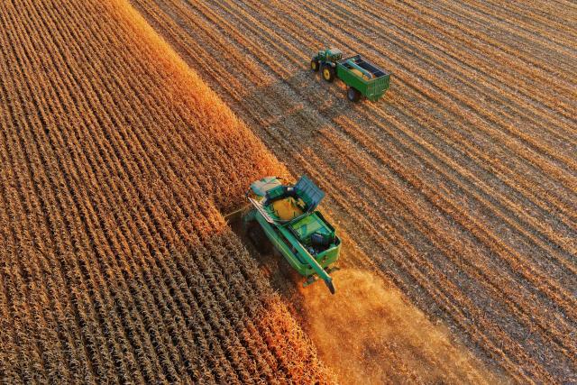 (261013) -- HARBIN, Oct. 13, 2026 (Xinhua) -- An aerial drone photo shows a reaper harvesting in a corn field in Sancun Town of Tongjiang City, northeast China's Heilongjiang Province, Oct. 11, 2026. As of Oct. 11, 122.24 million mu (about 8.15 million hectares) of crops have been harvested in northeast China's Heilongjiang Province, a province known as China's "grain barn," accounting for more than half of the province's total planting fields. (Photo by Liu Wanping/Xinhua)
