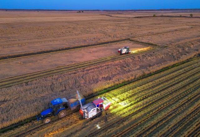 (261013) -- HARBIN, Oct. 13, 2026 (Xinhua) -- A drone photo shows reapers harvesting in a paddy rice field in Chang'an Town of Fujin City, northeast China's Heilongjiang Province, Oct. 11, 2026. As of Oct. 11, 122.24 million mu (about 8.15 million hectares) of crops have been harvested in northeast China's Heilongjiang Province, a province known as China's "grain barn," accounting for more than half of the province's total planting fields. (Photo by Qu Yubao/Xinhua)