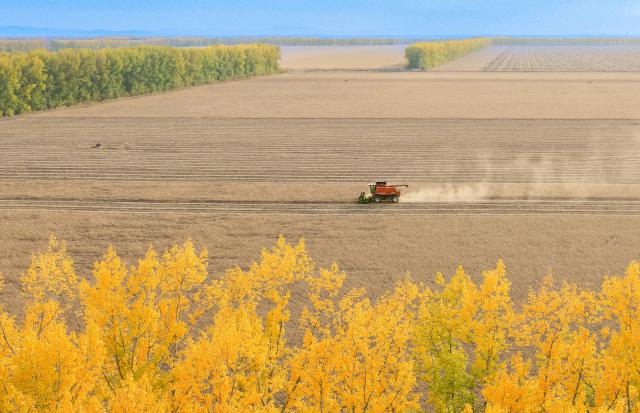 (261013) -- HARBIN, Oct. 13, 2026 (Xinhua) -- A drone photo shows a reaper harvesting in a soybean field in Shuangyashan City, northeast China's Heilongjiang Province, Oct. 10, 2026. As of Oct. 11, 122.24 million mu (about 8.15 million hectares) of crops have been harvested in northeast China's Heilongjiang Province, a province known as China's "grain barn," accounting for more than half of the province's total planting fields. (Photo by Xu Hongyu/Xinhua)