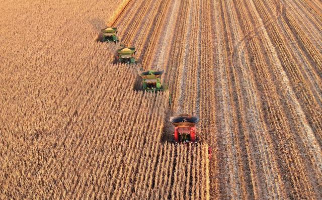 (261013) -- HARBIN, Oct. 13, 2026 (Xinhua) -- A drone photo shows reapers harvesting in a corn field in Heihe City, northeast China's Heilongjiang Province, Oct. 11, 2026. As of Oct. 11, 122.24 million mu (about 8.15 million hectares) of crops have been harvested in northeast China's Heilongjiang Province, a province known as China's "grain barn," accounting for more than half of the province's total planting fields. (Photo by Lu Wenxiang/Xinhua)