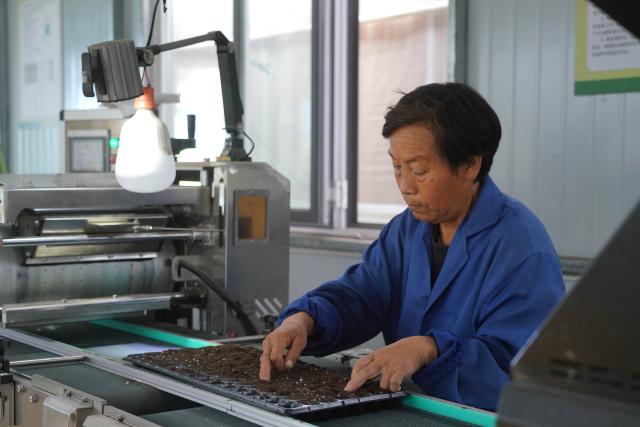 (261013) -- SUNING, Oct. 13, 2026 (Xinhua) -- A staff member plants seedlings at a plantation in Suning County, north China's Hebei Province, Oct. 13, 2026. In recent years, Suning County has promoted specialty agriculture. The county now has 13 vegetable seedling nurseries, with an annual capacity of over 1.2 billion seedlings, supporting local farms and markets in other regions. (Photo by Feng Yichao/Xinhua)