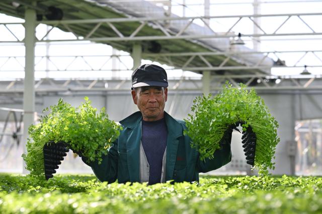(261013) -- SUNING, Oct. 13, 2026 (Xinhua) -- A staff member works at a vegetable greenhouse in Suning County, north China's Hebei Province, Oct. 13, 2026. In recent years, Suning County has promoted specialty agriculture. The county now has 13 vegetable seedling nurseries, with an annual capacity of over 1.2 billion seedlings, supporting local farms and markets in other regions. (Photo by Feng Yichao/Xinhua)