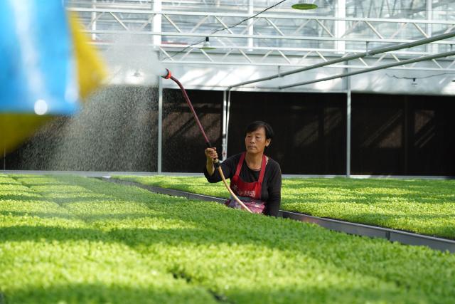 (261013) -- SUNING, Oct. 13, 2026 (Xinhua) -- A staff member works at a vegetable greenhouse in Suning County, north China's Hebei Province, Oct. 13, 2026. In recent years, Suning County has promoted specialty agriculture. The county now has 13 vegetable seedling nurseries, with an annual capacity of over 1.2 billion seedlings, supporting local farms and markets in other regions. (Photo by Feng Yichao/Xinhua)