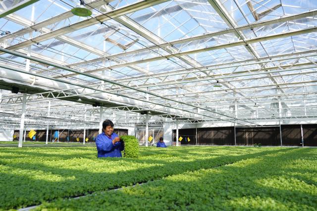 (261013) -- SUNING, Oct. 13, 2026 (Xinhua) -- Staff members work at a vegetable greenhouse in Suning County, north China's Hebei Province, Oct. 13, 2026. In recent years, Suning County has promoted specialty agriculture. The county now has 13 vegetable seedling nurseries, with an annual capacity of over 1.2 billion seedlings, supporting local farms and markets in other regions. (Photo by Feng Yichao/Xinhua)