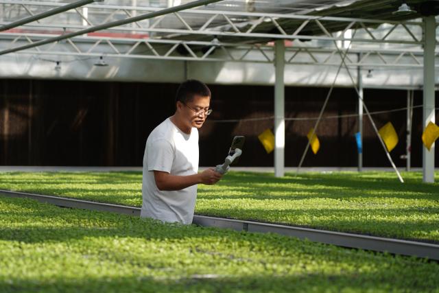 (261013) -- SUNING, Oct. 13, 2026 (Xinhua) -- A staff member livestreams at a vegetable greenhouse in Suning County, north China's Hebei Province, Oct. 13, 2026. In recent years, Suning County has promoted specialty agriculture. The county now has 13 vegetable seedling nurseries, with an annual capacity of over 1.2 billion seedlings, supporting local farms and markets in other regions. (Photo by Feng Yichao/Xinhua)