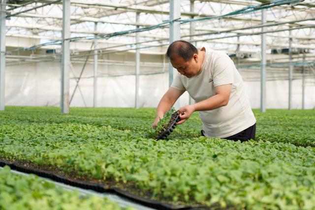 (261013) -- SUNING, Oct. 13, 2026 (Xinhua) -- A staff member works at a vegetable greenhouse in Suning County, north China's Hebei Province, Oct. 13, 2026. In recent years, Suning County has promoted specialty agriculture. The county now has 13 vegetable seedling nurseries, with an annual capacity of over 1.2 billion seedlings, supporting local farms and markets in other regions. (Photo by Feng Yichao/Xinhua)