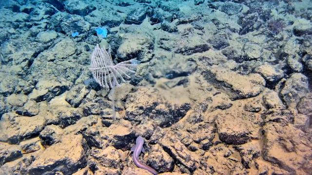 (261013) -- ABOARD RESEARCH VESSEL DEEP SEA NO. 1, Oct. 13, 2026 (Xinhua) -- An underwater observational footage is captured by the manned deep-sea submersible Jiaolong, on Oct. 11, 2026. China's manned deep-sea submersible Jiaolong successfully completed its 467th dive. The dive reached a depth of approximately 4,400 meters. (National Deep Sea Center/Handout via Xinhua)
