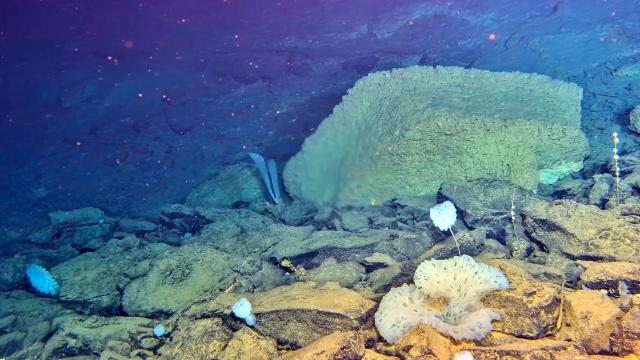 (261013) -- ABOARD RESEARCH VESSEL DEEP SEA NO. 1, Oct. 13, 2026 (Xinhua) -- An underwater observational footage is captured by the manned deep-sea submersible Jiaolong, on Oct. 11, 2026. China's manned deep-sea submersible Jiaolong successfully completed its 467th dive. The dive reached a depth of approximately 4,400 meters. (National Deep Sea Center/Handout via Xinhua)