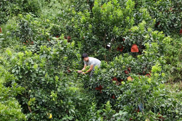 (261014) -- XISHUI, Oct. 14, 2026 (Xinhua) -- A villager tends pomelo trees in Qinggangpo Village, Xishui County, southwest China's Guizhou Province, Sept. 11, 2026. The Chishui River winds through the mountains, with its waters murmuring as they flow past Lintan Village in Xishui County of southwest China's Guizhou Province.
   Beside the former site of a Party Branch set by the Red Army in Lintan Village, a leafy pomelo tree stands quietly. Locals call it the "Red Army Pomelo."
   For 77-year-old Song Guangping, the tree carries a lifelong memory. Standing before the tree near his old home, he often recalls the afternoon when his father, Song Jiatong, brought back the pomelo seedlings. To him, it is more than a tree. It is a living link between the Long March, the deep bond between the Red Army and the people, and a village's journey from poverty to revitalization.
   Song Jiatong arrived in Guizhou with the Central Red Army during the Long March, the historic military maneuver in modern Chinese history. He was seriously wounded during the Four Crossings of the Chishui River and was rescued by local villagers.
   After recovering, he chose to stay in Lintan, where he married and raised a family. In the early 1980s, Song Jiatong returned to his hometown of Ningdu, east China's Jiangxi Province, and brought back several honey pomelo seedlings. Four were planted, but only one survived.
   No one has imagined that the single surviving seedling would take root by the Chishui River, bloom, and bear fruit, or that through villagers' grafting, it would eventually grow into more than 300 mu (20 hectares) of pomelo groves along the river valley.
   "My father always kept the people in his heart," Song Guangping said. "Bringing the pomelo seedlings to Lintan was his way of helping the villagers live a better life."
   Because the tree embodies the memory of unity between the Red Army soldiers and the people, locals affectionately call it the "Red Army Pomelo."
   It soon became the village's "fruit of prosperity." From the 1980s into the early 2000s, more than 100 households in Lintan grew the fruit. At that time, they were the only pomelo growers for miles around. One pomelo sold for 5 yuan (about 0.75 U.S. dollars), and a single tree could produce two or three hundred fruits, earning a family several thousand yuan.
   The income helped cover school fees for children across the village. Over the years, more than 100 students from Lintan went on to college.
   The influence of the "Red Army Pomelo" has spread beyond Lintan. Villagers in Qinggangpo Village of Xishui County also transplanted and grafted trees from the original pomelo, introduced more varieties, and established a pomelo industry demonstration base.
   "Qinggangpo Village is known for the Battle of Qinggangpo during the Long March," said Yi Song, Party secretary of the village. "We receive 200,000 visitors a year, and the tourism has been boosting our fruit farming. Since we began developing the pomelo industry, we have planted 1,800 mu (120 hectares) of honey pomelo, and total output is expected to reach 1.2 million yuan (about 180,000 U.S. dollars) this year."
   From a single pomelo seedling to the industry of pomelo planting, the red legacy has never left this land. It has simply taken on a new form that is rooted in the soil and bringing sweetness to everyday life. (Xinhua/Wang Jingqiang)