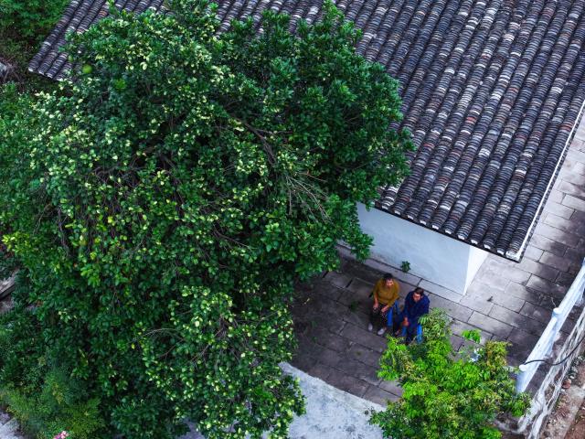 (261014) -- XISHUI, Oct. 14, 2026 (Xinhua) -- An aerial drone photo taken on Sept. 10, 2026 shows Song Guangping (R), son of late Red Army soldier Song Jiatong, and his wife sitting under a pomelo tree planted by Song Jiatong, in Lintan Village, Xishui County, southwest China's Guizhou Province. The Chishui River winds through the mountains, with its waters murmuring as they flow past Lintan Village in Xishui County of southwest China's Guizhou Province.
   Beside the former site of a Party Branch set by the Red Army in Lintan Village, a leafy pomelo tree stands quietly. Locals call it the "Red Army Pomelo."
   For 77-year-old Song Guangping, the tree carries a lifelong memory. Standing before the tree near his old home, he often recalls the afternoon when his father, Song Jiatong, brought back the pomelo seedlings. To him, it is more than a tree. It is a living link between the Long March, the deep bond between the Red Army and the people, and a village's journey from poverty to revitalization.
   Song Jiatong arrived in Guizhou with the Central Red Army during the Long March, the historic military maneuver in modern Chinese history. He was seriously wounded during the Four Crossings of the Chishui River and was rescued by local villagers.
   After recovering, he chose to stay in Lintan, where he married and raised a family. In the early 1980s, Song Jiatong returned to his hometown of Ningdu, east China's Jiangxi Province, and brought back several honey pomelo seedlings. Four were planted, but only one survived.
   No one has imagined that the single surviving seedling would take root by the Chishui River, bloom, and bear fruit, or that through villagers' grafting, it would eventually grow into more than 300 mu (20 hectares) of pomelo groves along the river valley.
   "My father always kept the people in his heart," Song Guangping said. "Bringing the pomelo seedlings to Lintan was his way of helping the villagers live a better life."
   Because the tree embodies the memory of unity between the Red Army soldiers and the people, locals affectionately call it the "Red Army Pomelo."
   It soon became the village's "fruit of prosperity." From the 1980s into the early 2000s, more than 100 households in Lintan grew the fruit. At that time, they were the only pomelo growers for miles around. One pomelo sold for 5 yuan (about 0.75 U.S. dollars), and a single tree could produce two or three hundred fruits, earning a family several thousand yuan.
   The income helped cover school fees for children across the village. Over the years, more than 100 students from Lintan went on to college.
   The influence of the "Red Army Pomelo" has spread beyond Lintan. Villagers in Qinggangpo Village of Xishui County also transplanted and grafted trees from the original pomelo, introduced more varieties, and established a pomelo industry demonstration base.
   "Qinggangpo Village is known for the Battle of Qinggangpo during the Long March," said Yi Song, Party secretary of the village. "We receive 200,000 visitors a year, and the tourism has been boosting our fruit farming. Since we began developing the pomelo industry, we have planted 1,800 mu (120 hectares) of honey pomelo, and total output is expected to reach 1.2 million yuan (about 180,000 U.S. dollars) this year."
   From a single pomelo seedling to the industry of pomelo planting, the red legacy has never left this land. It has simply taken on a new form that is rooted in the soil and bringing sweetness to everyday life. (Xinhua/Yang Wenbin)