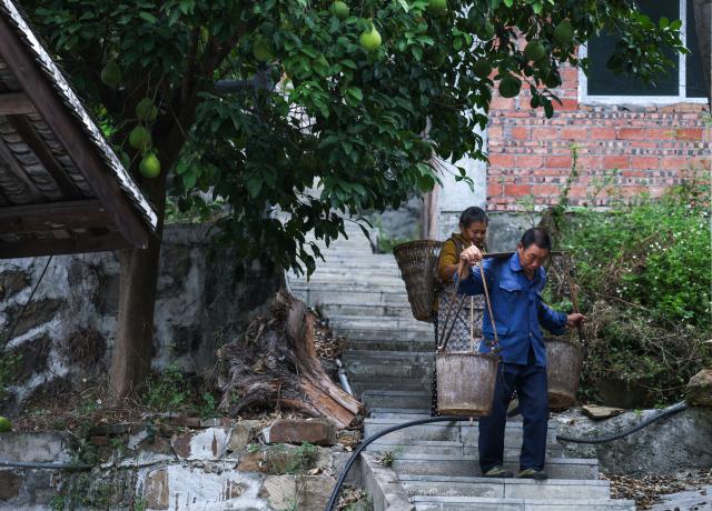(261014) -- XISHUI, Oct. 14, 2026 (Xinhua) -- Song Guangping (front), son of late Red Army soldier Song Jiatong, and his wife carry manure to fertilize pomelo trees in Lintan Village, Xishui County, southwest China's Guizhou Province, Sept. 10, 2026. The Chishui River winds through the mountains, with its waters murmuring as they flow past Lintan Village in Xishui County of southwest China's Guizhou Province.
   Beside the former site of a Party Branch set by the Red Army in Lintan Village, a leafy pomelo tree stands quietly. Locals call it the "Red Army Pomelo."
   For 77-year-old Song Guangping, the tree carries a lifelong memory. Standing before the tree near his old home, he often recalls the afternoon when his father, Song Jiatong, brought back the pomelo seedlings. To him, it is more than a tree. It is a living link between the Long March, the deep bond between the Red Army and the people, and a village's journey from poverty to revitalization.
   Song Jiatong arrived in Guizhou with the Central Red Army during the Long March, the historic military maneuver in modern Chinese history. He was seriously wounded during the Four Crossings of the Chishui River and was rescued by local villagers.
   After recovering, he chose to stay in Lintan, where he married and raised a family. In the early 1980s, Song Jiatong returned to his hometown of Ningdu, east China's Jiangxi Province, and brought back several honey pomelo seedlings. Four were planted, but only one survived.
   No one has imagined that the single surviving seedling would take root by the Chishui River, bloom, and bear fruit, or that through villagers' grafting, it would eventually grow into more than 300 mu (20 hectares) of pomelo groves along the river valley.
   "My father always kept the people in his heart," Song Guangping said. "Bringing the pomelo seedlings to Lintan was his way of helping the villagers live a better life."
   Because the tree embodies the memory of unity between the Red Army soldiers and the people, locals affectionately call it the "Red Army Pomelo."
   It soon became the village's "fruit of prosperity." From the 1980s into the early 2000s, more than 100 households in Lintan grew the fruit. At that time, they were the only pomelo growers for miles around. One pomelo sold for 5 yuan (about 0.75 U.S. dollars), and a single tree could produce two or three hundred fruits, earning a family several thousand yuan.
   The income helped cover school fees for children across the village. Over the years, more than 100 students from Lintan went on to college.
   The influence of the "Red Army Pomelo" has spread beyond Lintan. Villagers in Qinggangpo Village of Xishui County also transplanted and grafted trees from the original pomelo, introduced more varieties, and established a pomelo industry demonstration base.
   "Qinggangpo Village is known for the Battle of Qinggangpo during the Long March," said Yi Song, Party secretary of the village. "We receive 200,000 visitors a year, and the tourism has been boosting our fruit farming. Since we began developing the pomelo industry, we have planted 1,800 mu (120 hectares) of honey pomelo, and total output is expected to reach 1.2 million yuan (about 180,000 U.S. dollars) this year."
   From a single pomelo seedling to the industry of pomelo planting, the red legacy has never left this land. It has simply taken on a new form that is rooted in the soil and bringing sweetness to everyday life. (Xinhua/Yang Wenbin)