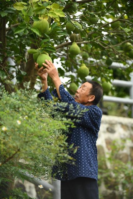 (261014) -- XISHUI, Oct. 14, 2026 (Xinhua) -- Song Guangping, son of late Red Army soldier Song Jiagtong, checks the growth of a pomelo tree in Lintan Village of Xishui County, southwest China's Guizhou Province, Sept. 10, 2026. The Chishui River winds through the mountains, with its waters murmuring as they flow past Lintan Village in Xishui County of southwest China's Guizhou Province.
   Beside the former site of a Party Branch set by the Red Army in Lintan Village, a leafy pomelo tree stands quietly. Locals call it the "Red Army Pomelo."
   For 77-year-old Song Guangping, the tree carries a lifelong memory. Standing before the tree near his old home, he often recalls the afternoon when his father, Song Jiatong, brought back the pomelo seedlings. To him, it is more than a tree. It is a living link between the Long March, the deep bond between the Red Army and the people, and a village's journey from poverty to revitalization.
   Song Jiatong arrived in Guizhou with the Central Red Army during the Long March, the historic military maneuver in modern Chinese history. He was seriously wounded during the Four Crossings of the Chishui River and was rescued by local villagers.
   After recovering, he chose to stay in Lintan, where he married and raised a family. In the early 1980s, Song Jiatong returned to his hometown of Ningdu, east China's Jiangxi Province, and brought back several honey pomelo seedlings. Four were planted, but only one survived.
   No one has imagined that the single surviving seedling would take root by the Chishui River, bloom, and bear fruit, or that through villagers' grafting, it would eventually grow into more than 300 mu (20 hectares) of pomelo groves along the river valley.
   "My father always kept the people in his heart," Song Guangping said. "Bringing the pomelo seedlings to Lintan was his way of helping the villagers live a better life."
   Because the tree embodies the memory of unity between the Red Army soldiers and the people, locals affectionately call it the "Red Army Pomelo."
   It soon became the village's "fruit of prosperity." From the 1980s into the early 2000s, more than 100 households in Lintan grew the fruit. At that time, they were the only pomelo growers for miles around. One pomelo sold for 5 yuan (about 0.75 U.S. dollars), and a single tree could produce two or three hundred fruits, earning a family several thousand yuan.
   The income helped cover school fees for children across the village. Over the years, more than 100 students from Lintan went on to college.
   The influence of the "Red Army Pomelo" has spread beyond Lintan. Villagers in Qinggangpo Village of Xishui County also transplanted and grafted trees from the original pomelo, introduced more varieties, and established a pomelo industry demonstration base.
   "Qinggangpo Village is known for the Battle of Qinggangpo during the Long March," said Yi Song, Party secretary of the village. "We receive 200,000 visitors a year, and the tourism has been boosting our fruit farming. Since we began developing the pomelo industry, we have planted 1,800 mu (120 hectares) of honey pomelo, and total output is expected to reach 1.2 million yuan (about 180,000 U.S. dollars) this year."
   From a single pomelo seedling to the industry of pomelo planting, the red legacy has never left this land. It has simply taken on a new form that is rooted in the soil and bringing sweetness to everyday life. (Xinhua/Xie Ziyi)
