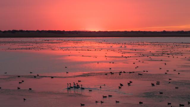 (261014) -- BEIJING, Oct. 14, 2026 (Xinhua) -- A drone photo taken on Oct. 12, 2026 shows migratory birds at the Horqin National Nature Reserve in Horqin Right Wing Middle Banner of Hinggan League, north China's Inner Mongolia Autonomous Region. (Photo by Wang Hao/Xinhua)