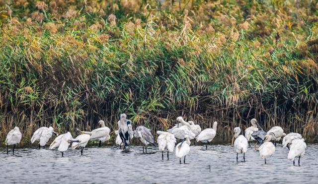(261014) -- YUNCHENG, Oct. 14, 2026 (Xinhua) -- This photo taken on Oct. 12, 2026 shows birds at the Yuncheng Salt Lake Wetland in Yuncheng, north China's Shanxi Province. In recent years, Yuncheng has made great efforts to protect the ecological environment of the Yuncheng Salt Lake Wetland. The wetland has become an important habitat for birds to rest, forage and winter, as the wetland's ecological environment keeps improving. (Photo by Xue Jun/Xinhua)
