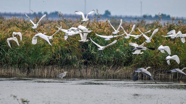 (261014) -- YUNCHENG, Oct. 14, 2026 (Xinhua) -- This photo taken on Oct. 12, 2026 shows birds at the Yuncheng Salt Lake Wetland in Yuncheng, north China's Shanxi Province. In recent years, Yuncheng has made great efforts to protect the ecological environment of the Yuncheng Salt Lake Wetland. The wetland has become an important habitat for birds to rest, forage and winter, as the wetland's ecological environment keeps improving. (Photo by Xue Jun/Xinhua)