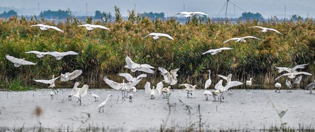 (261014) -- YUNCHENG, Oct. 14, 2026 (Xinhua) -- This photo taken on Oct. 12, 2026 shows birds at the Yuncheng Salt Lake Wetland in Yuncheng, north China's Shanxi Province. In recent years, Yuncheng has made great efforts to protect the ecological environment of the Yuncheng Salt Lake Wetland. The wetland has become an important habitat for birds to rest, forage and winter, as the wetland's ecological environment keeps improving. (Photo by Xue Jun/Xinhua)