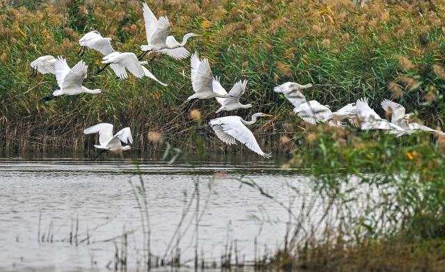(261014) -- YUNCHENG, Oct. 14, 2026 (Xinhua) -- This photo taken on Oct. 12, 2026 shows birds at the Yuncheng Salt Lake Wetland in Yuncheng, north China's Shanxi Province. In recent years, Yuncheng has made great efforts to protect the ecological environment of the Yuncheng Salt Lake Wetland. The wetland has become an important habitat for birds to rest, forage and winter, as the wetland's ecological environment keeps improving. (Photo by Xue Jun/Xinhua)
