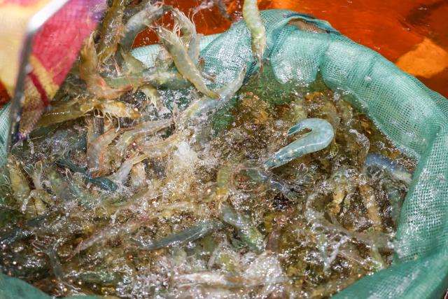 (261014) -- CHONGQING, Oct. 14, 2026 (Xinhua) -- This photo shows South American white-legged shrimps ready for sales at a breeding farm in Jianjiao Village of Tieshan Town in Dazu District, southwest China's Chongqing, Oct. 13, 2026.
  In recent years, Tieshan Town is committed to developing land-based aquaculture for seafood produces. Thanks to advanced farming methods and technologies, the South American white-legged shrimps are successfully bred here, enabling local residents to boost their income. (Xinhua/Huang Wei)